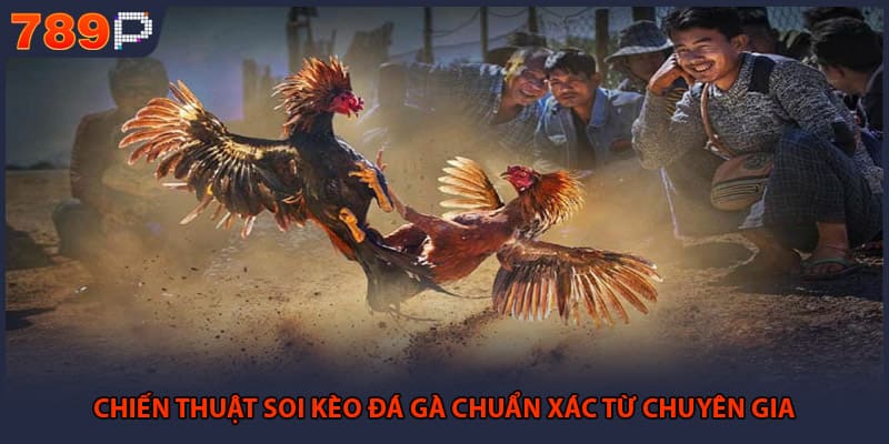 Chiến thuật soi kèo đá gà chuẩn xác từ chuyên gia