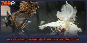 Đá Gà Cựa Dao - Những Bí Mật Đỉnh Cao Từ Đấu Trường