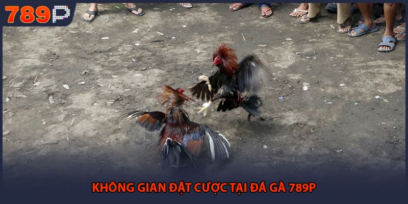 Không gian đặt cược tại đá gà 789P