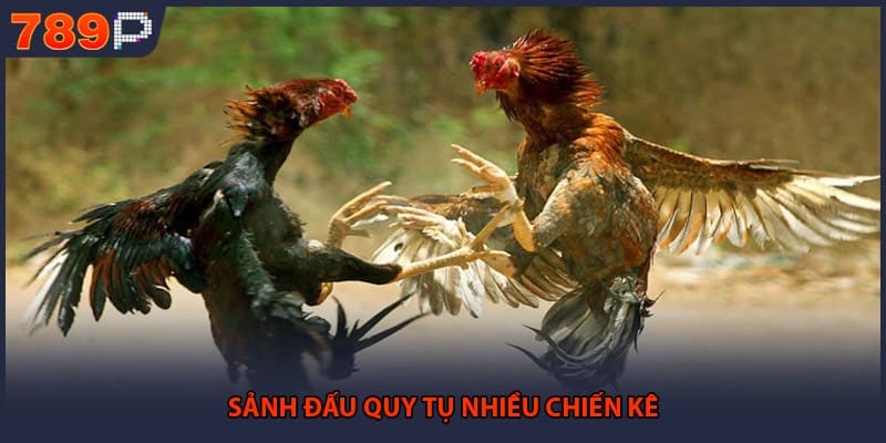Sảnh đấu quy tụ nhiều chiến kê